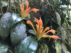 Angiospermae