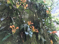 Angiospermae