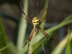 Argiope keyserlingi