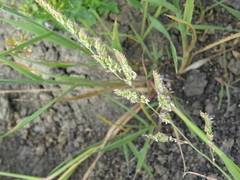 Beckmannia syzigachne