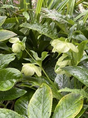 Helleborus lividus