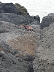 Grapsus adscensionis