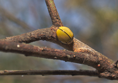 Harmonia testudinaria