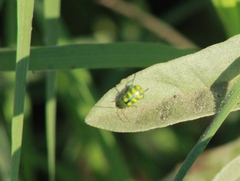Diabrotica balteata