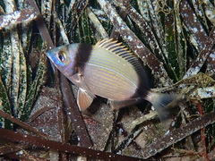 Diplodus vulgaris