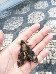 Acherontia atropos