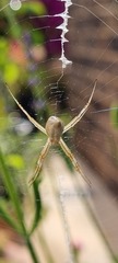 Argiope protensa