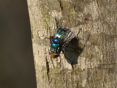 Rutilia