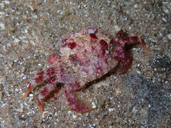 Liocarcinus corrugatus