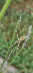 Argiope protensa