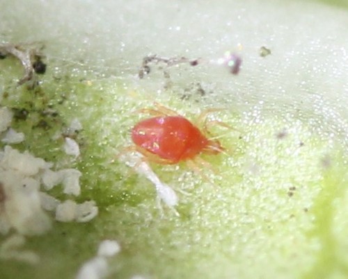 Cunaxidae