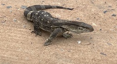 Varanus albigularis albigularis