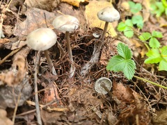 Tephrocybe rancida