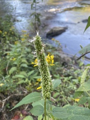 Agastache scrophulariifolia