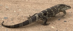 Varanus albigularis albigularis