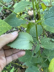 Agastache scrophulariifolia