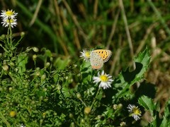 Lycaena phlaeas hypophlaeas