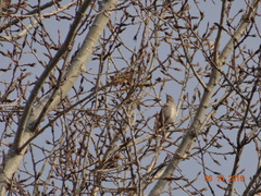 Turdus atrogularis