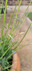 Argiope protensa