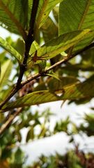 Oxyopes