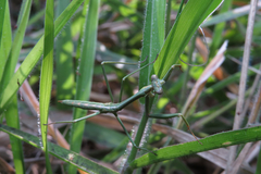 Archimantis latistyla