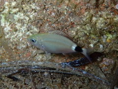 Oblada melanurus