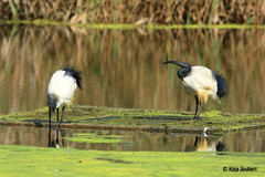 Threskiornis aethiopicus
