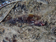 Gobius cruentatus