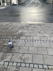 Columba livia domestica