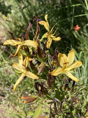 Wachendorfia multiflora