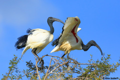 Threskiornis aethiopicus