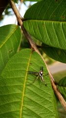 Telamonia