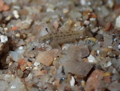 Millerigobius macrocephalus