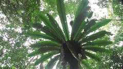 Asplenium australasicum