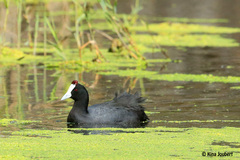 Fulica cristata