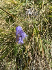 Campanula barbata