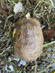 Terrapene carolina major