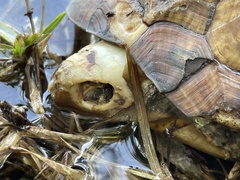 Terrapene carolina major