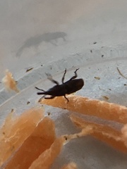 Sitophilus