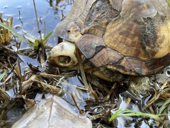 Terrapene carolina major