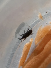 Sitophilus