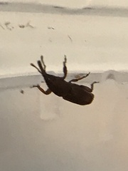 Sitophilus