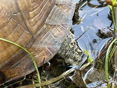 Terrapene carolina major