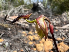 Caleana nigrita