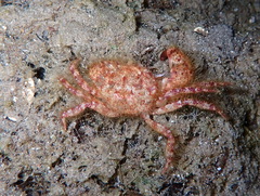 Pilumnus