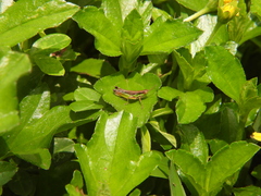 Spathosternum prasiniferum