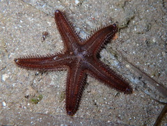 Astropecten spinulosus