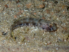 Gobius niger