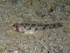 Gobius geniporus