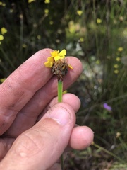 Xyris fimbriata